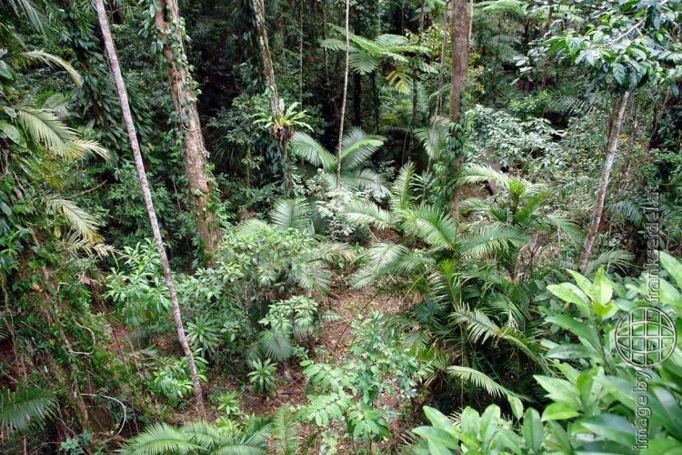 Bild: Regenwald im Daintree Nationalpark - Reiseblog von Frank Seidel