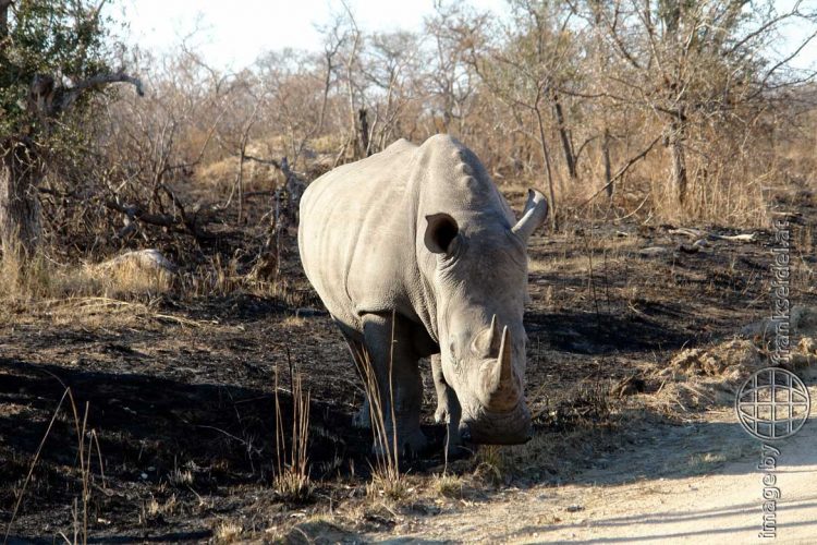 Bild: Nashorn im Kruger Nationalpark, Südafrika - Reiseblog von Frank Seidel