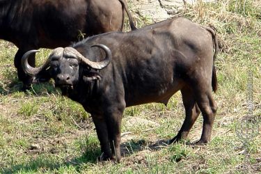 Bild: Büffel im Kruger National Park, Südafrika - Reiseblog von Frank Seidel