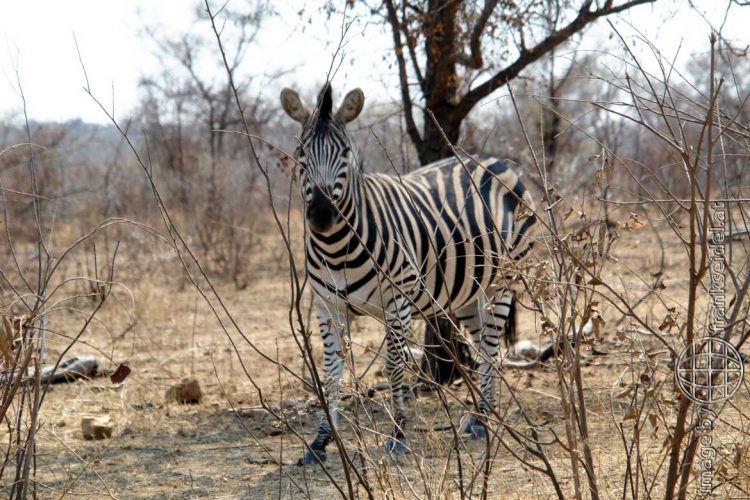 Bild: Zebra im Kruger National Park, Südafrika - Reiseblog von Frank Seidel
