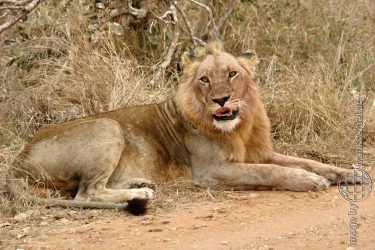 Bild: Löwe im Kruger National Park, Südafrika - Reiseblog von Frank Seidel
