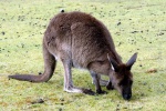 weltreise_2006-08_australien_kangaroo_island_03.jpg