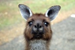 weltreise_2006-08_australien_kangaroo_island_flinders_chase_national_park_05.jpg