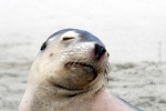weltreise_2006-08_australien_kangaroo_island_flinders_chase_national_park_seal_bay_11.JPG