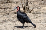 weltreise_2006-09_südafrika_kruger_national_park_hornrabe_05.JPG