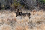 weltreise_2006-09_südafrika_kruger_national_park_steppenzebra_07.jpg
