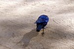 weltreise_2006-09_südafrika_kruger_national_park_meves_glanzstar_03.jpg