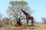 weltreise_2006-09_südafrika_kruger_national_park_giraffe_34.jpg