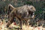 weltreise_2006-09_südafrika_kruger_national_park_tchakma_pavian_09.JPG