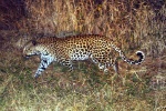 weltreise_2006-09_südafrika_kruger_national_park_leopard_03.jpg