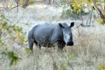 weltreise_2006-09_südafrika_kruger_national_park_nashorn_12.JPG