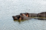 weltreise_2006-09_südafrika_kruger_national_park_nilpferd_11.JPG