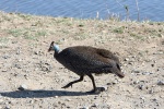 weltreise_2006-09_südafrika_kruger_national_park_perlhuhn_03.JPG