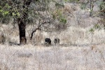 weltreise_2006-09_südafrika_kruger_national_park_warzenschwein_01.jpg