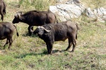 weltreise_2006-09_südafrika_kruger_national_park_büffel_02.jpg