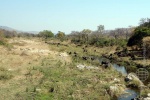 weltreise_2006-09_südafrika_kruger_national_park_büffel_09.jpg