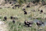 weltreise_2006-09_südafrika_kruger_national_park_büffel_10.JPG