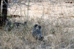 weltreise_2006-09_südafrika_kruger_national_park_grünmeerkatze_03.JPG