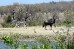 weltreise_2006-09_südafrika_kruger_national_park_streifengnu_08.jpg