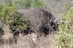 weltreise_2006-09_südafrika_kruger_national_park_büffel_17.JPG