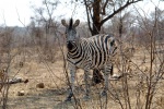 weltreise_2006-09_südafrika_kruger_national_park_steppenzebra_08.jpg