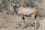 weltreise_2006-09_südafrika_kruger_national_park_kudu_11.JPG