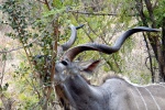 weltreise_2006-09_südafrika_kruger_national_park_kudu_20.JPG