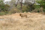 weltreise_2006-09_südafrika_kruger_national_park_löwe_29.jpg