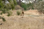 weltreise_2006-09_südafrika_kruger_national_park_löwe_37.jpg