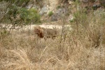 weltreise_2006-09_südafrika_kruger_national_park_löwe_42.jpg