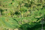 bali_2009_reisterrassen_03.jpg