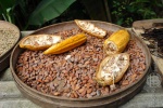 bali_2009_kopi_luwak_13.jpg