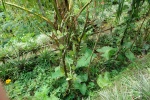 bali_2009_kopi_luwak_18.jpg