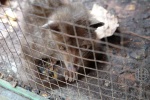 bali_2009_kopi_luwak_28.jpg