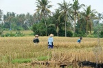 bali_2009_landschaft_07.jpg