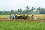 bali_2009_landschaft_10.jpg