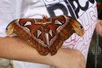 bali_2009_butterfly_park_tabanan_09.jpg