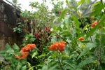 bali_2009_butterfly_park_tabanan_18.jpg