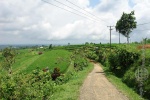 bali_2009_reisterrassen_28.jpg