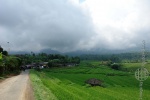 bali_2009_reisterrassen_65.jpg