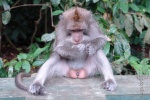 bali_2009_alas_kedaton_affen_55.jpg
